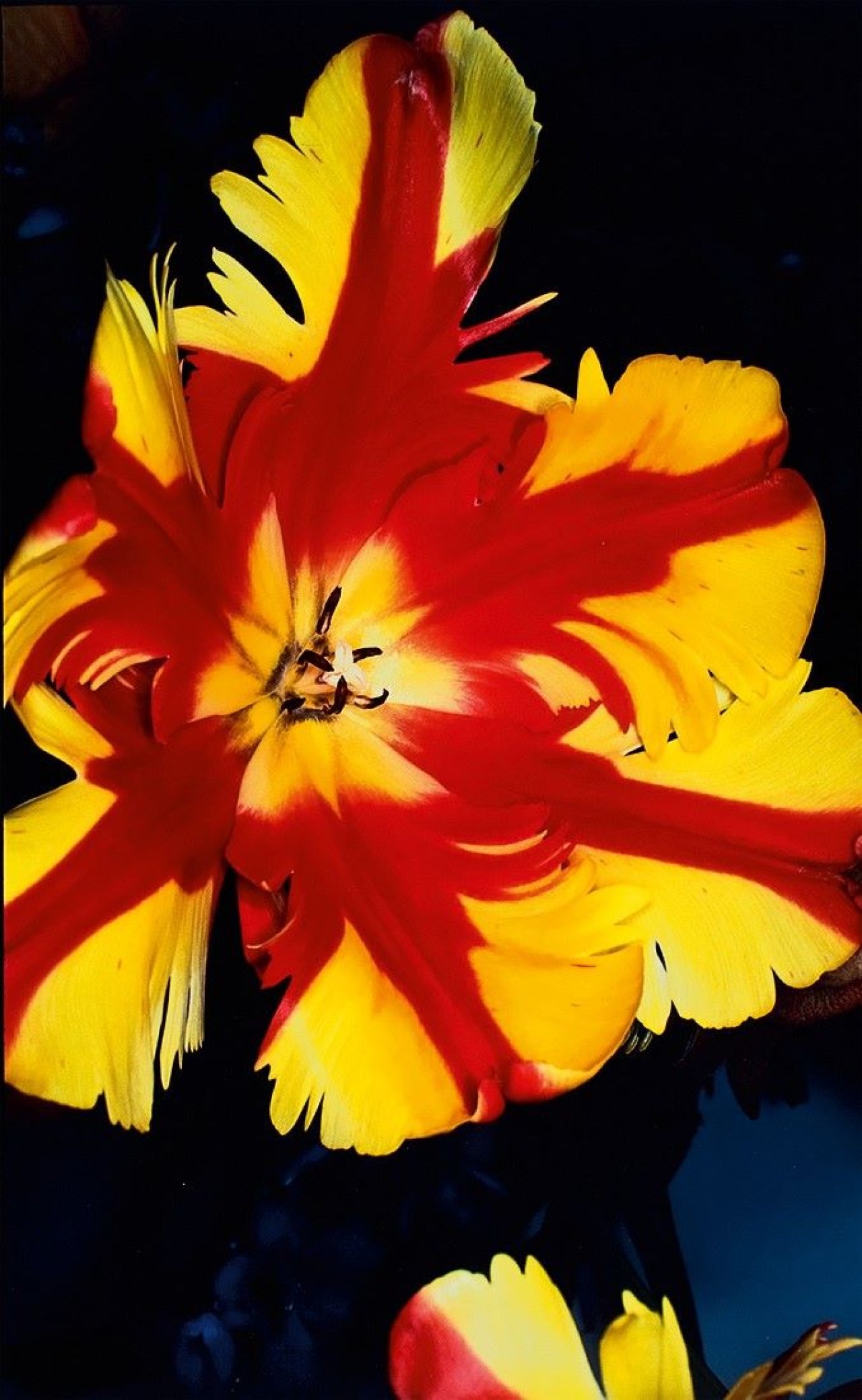 This picture shows the following artwork: Nobuyoshi Araki. Flower. 1995–2000.
