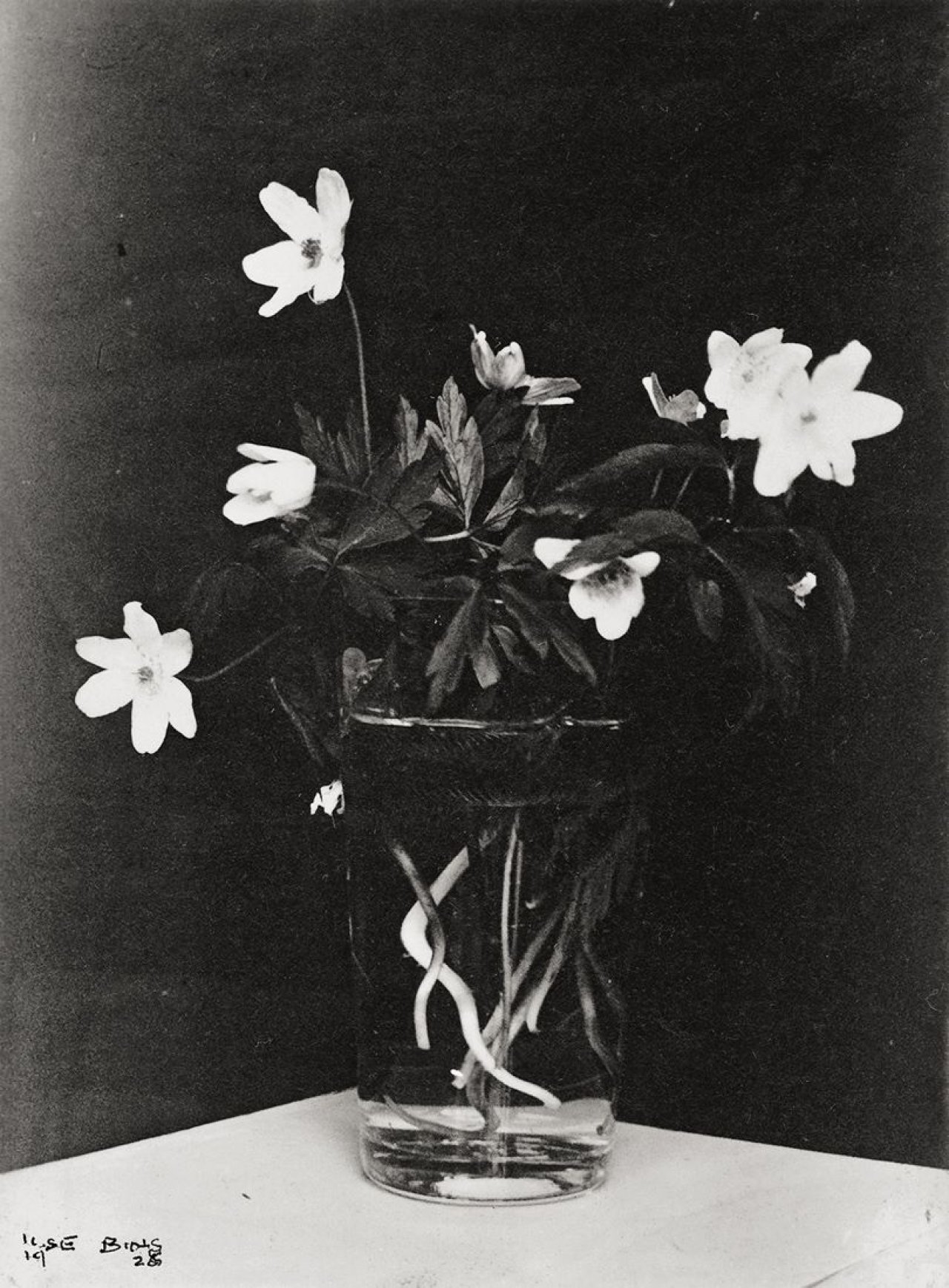 Auf diesem Bild ist das folgende Kunstwerk zu sehen: Ilse Bing. „Wild Anemones“. 1928.