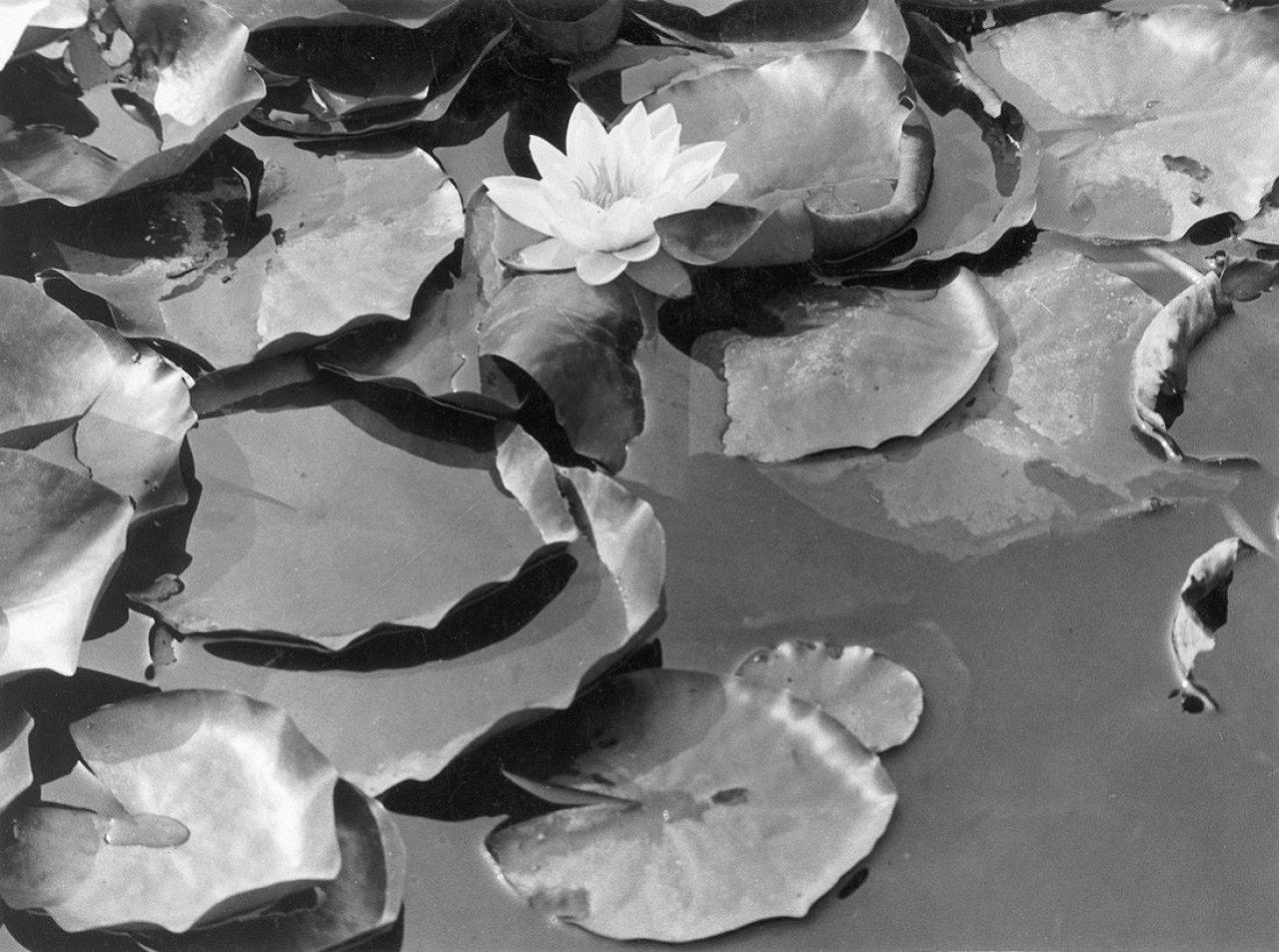 This picture shows the following artwork: Albert Renger-Patzsch. Römische Terrasse: Blühende Seerose. 1928.