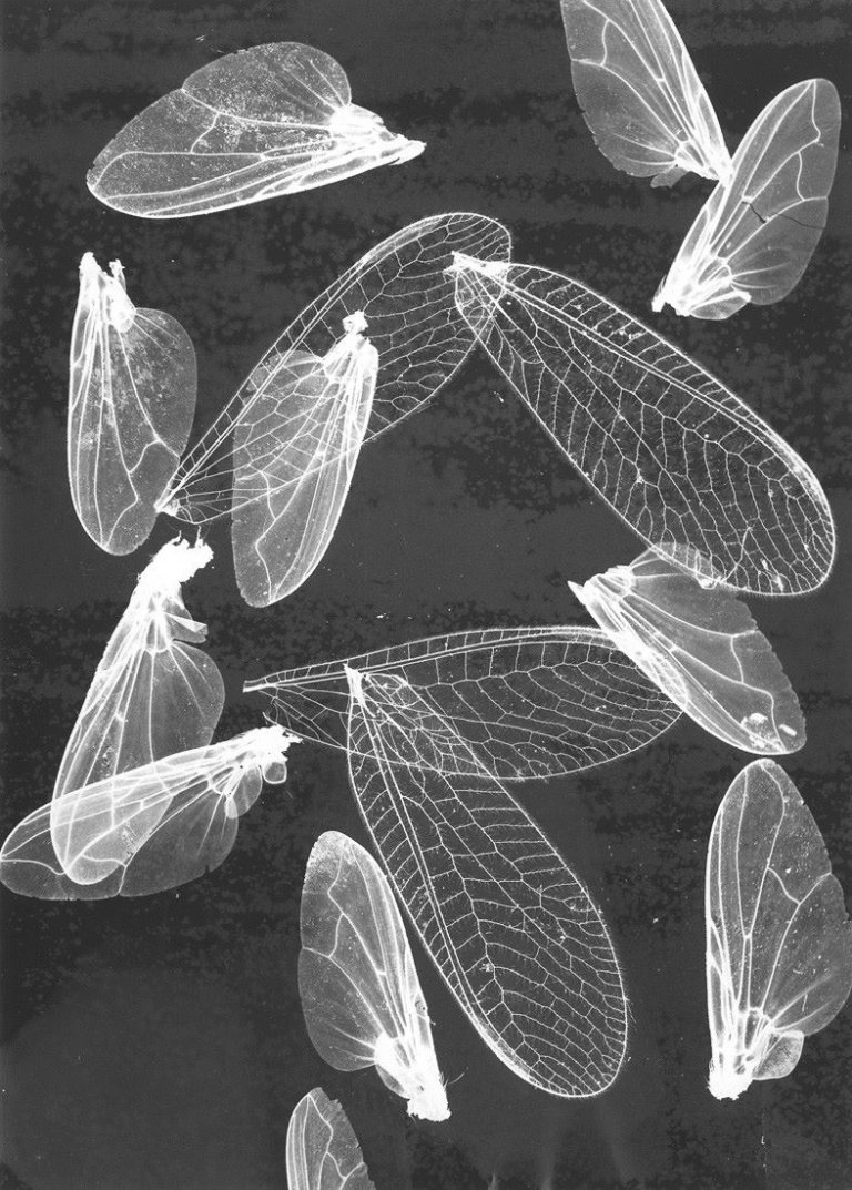 Auf diesem Bild ist das folgende Kunstwerk zu sehen:  Umbo (d.i. Otto Umbehr). Ohne Titel (Insektenflügel). 1950er Jahre.