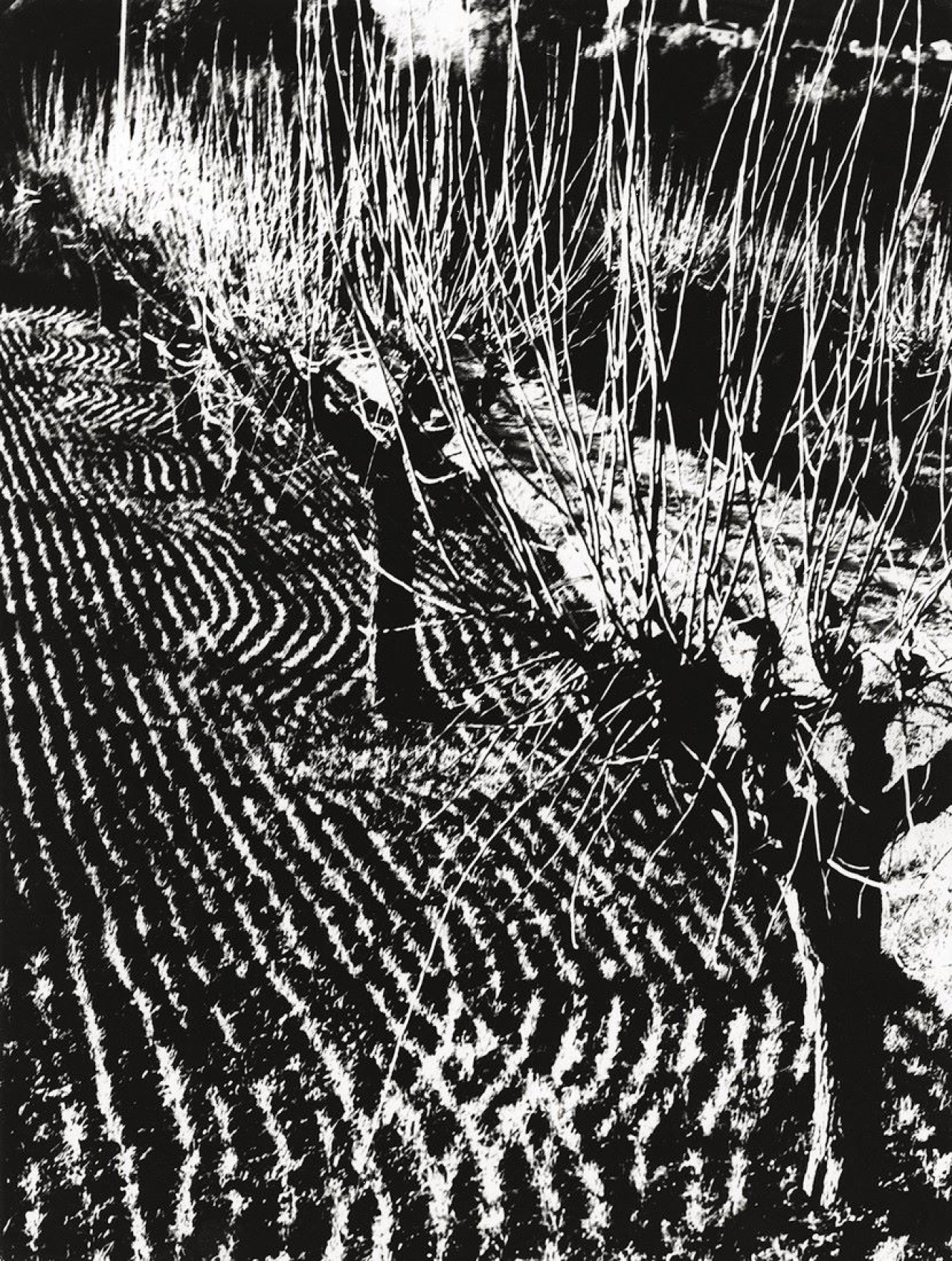 Auf diesem Bild ist das folgende Kunstwerk zu sehen: Mario Giacomelli. Ohne Titel, aus der Serie „Paesaggi“. 1956–1970.