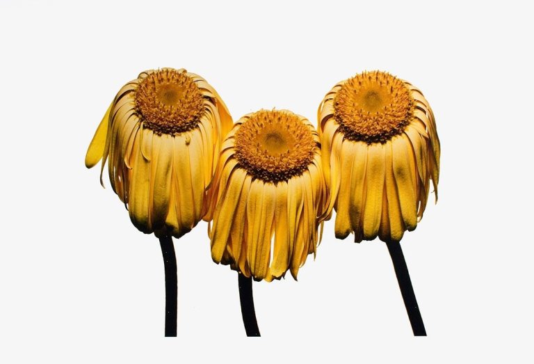 Auf diesem Bild ist das folgende Kunstwerk zu sehen: Irving Penn. „Gerbera Daisy (Gerbera jamesonii 'Husky'), New York“.. 2006.