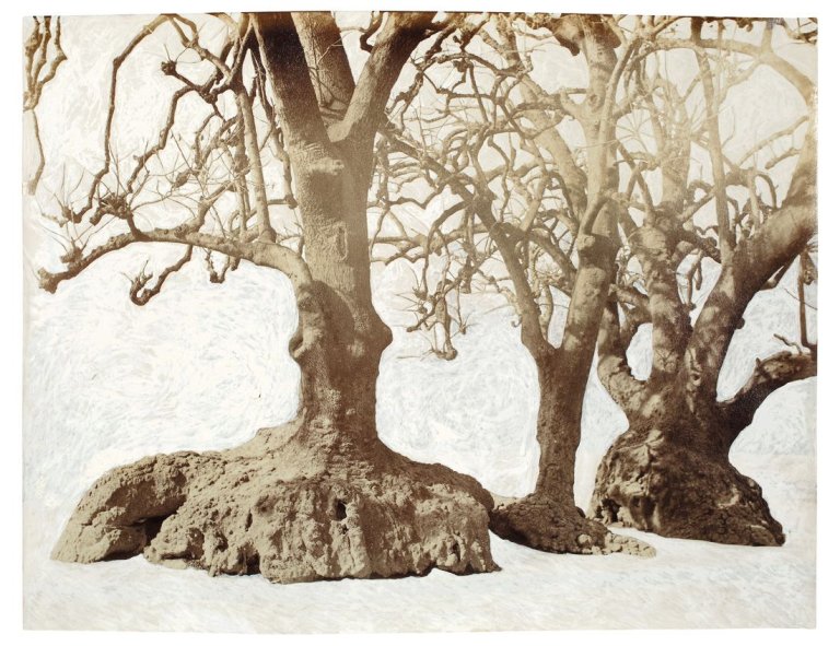 Auf diesem Bild ist das folgende Kunstwerk zu sehen: Tacita Dean. „Gibraltar Old Trees“. 2012.
