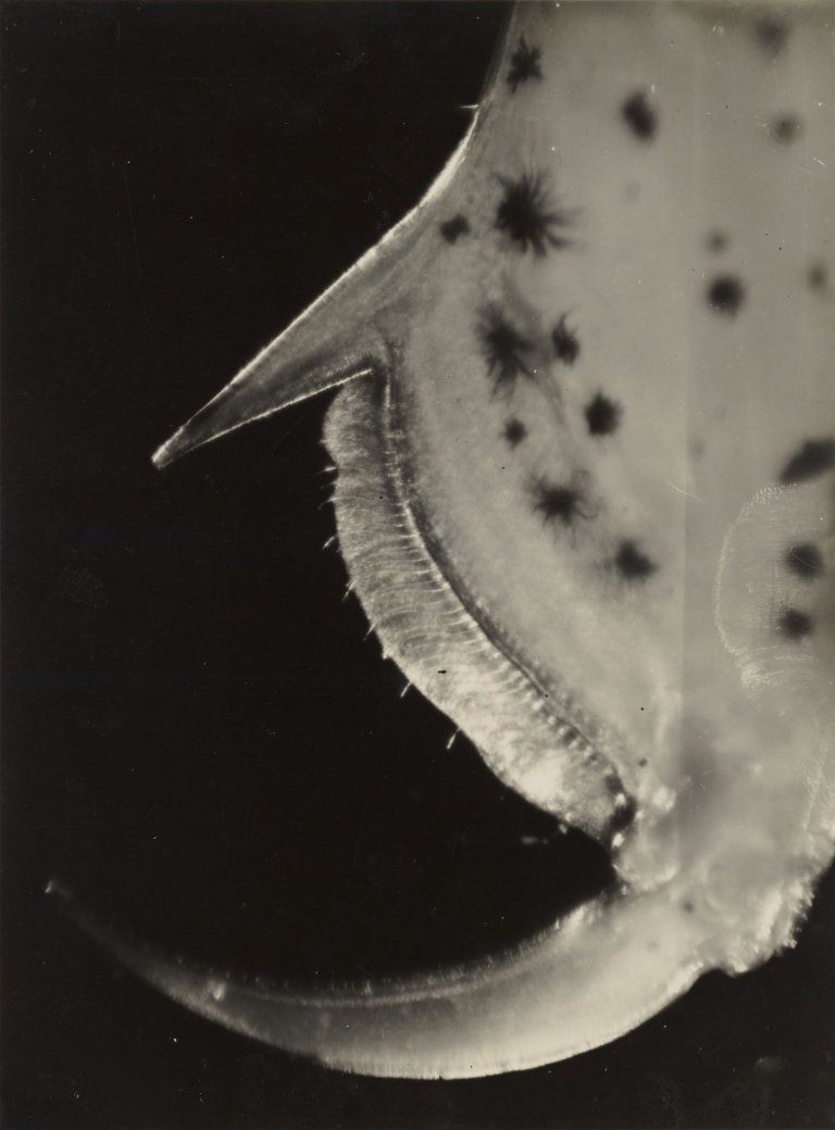 Auf diesem Bild ist das folgende Kunstwerk zu sehen: Jean Painlevé. Pince de Galathée. 1928.