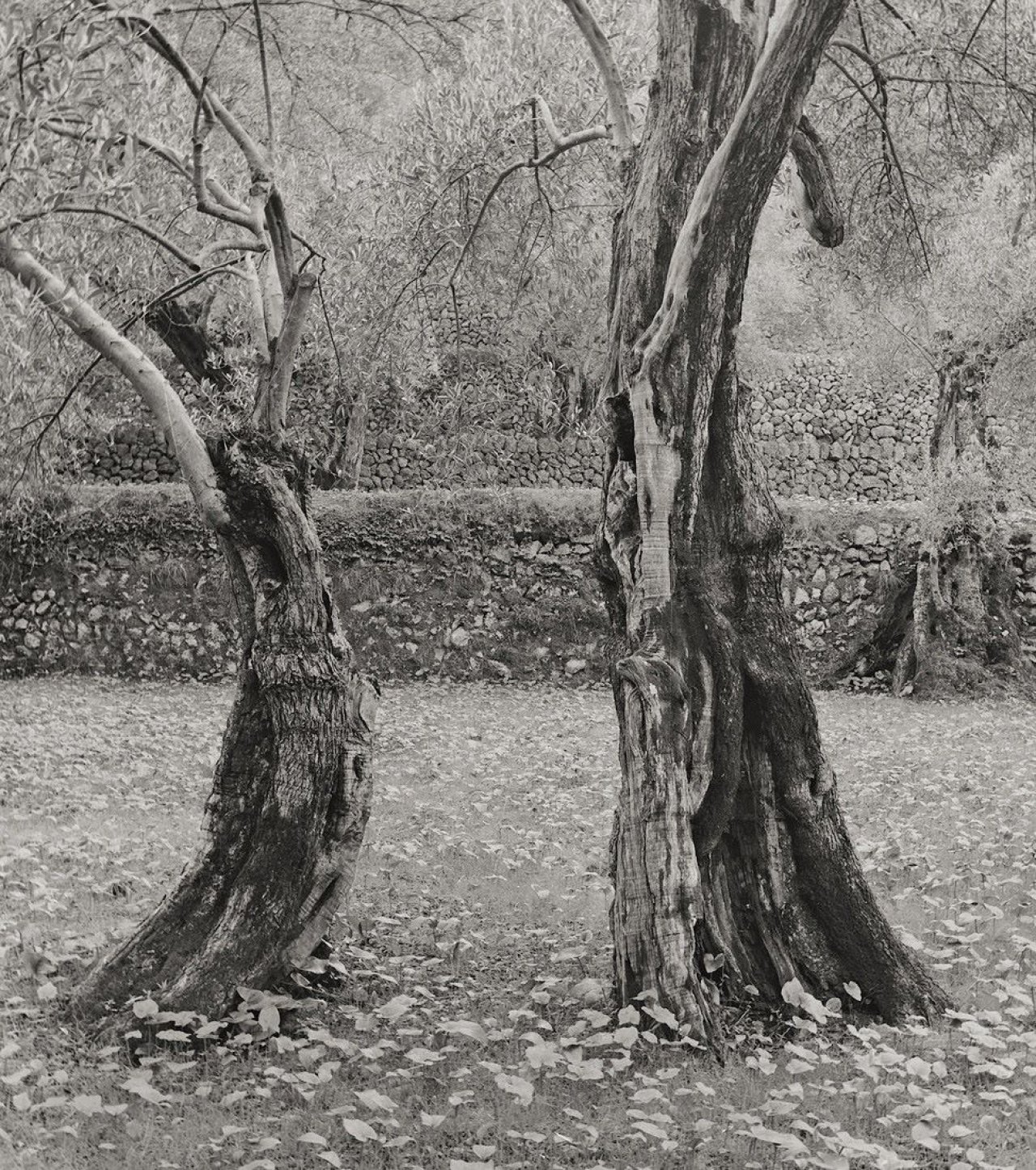 Auf diesem Bild ist das folgende Kunstwerk zu sehen: Ellen Auerbach (d.i. Ellen Rosenberg). „Dancing Olives, Mallorca“. 1959.