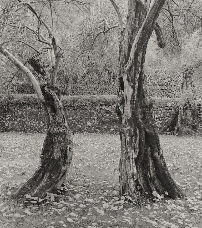 Auf diesem Bild ist das folgende Kunstwerk zu sehen: Ellen Auerbach (d.i. Ellen Rosenberg). „Dancing Olives, Mallorca“. 1959.