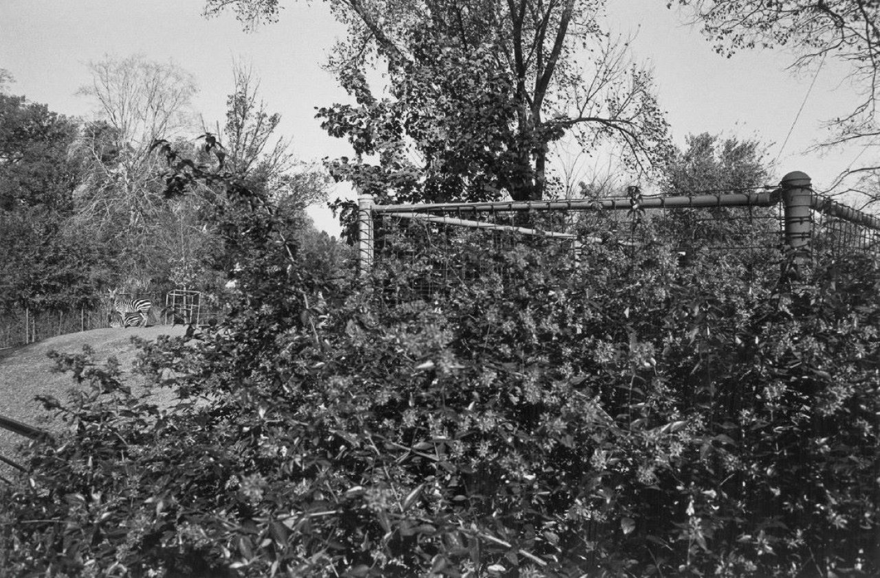 Auf diesem Bild ist das folgende Kunstwerk zu sehen: Lee Friedlander. „Washington D.C.“. 1973.