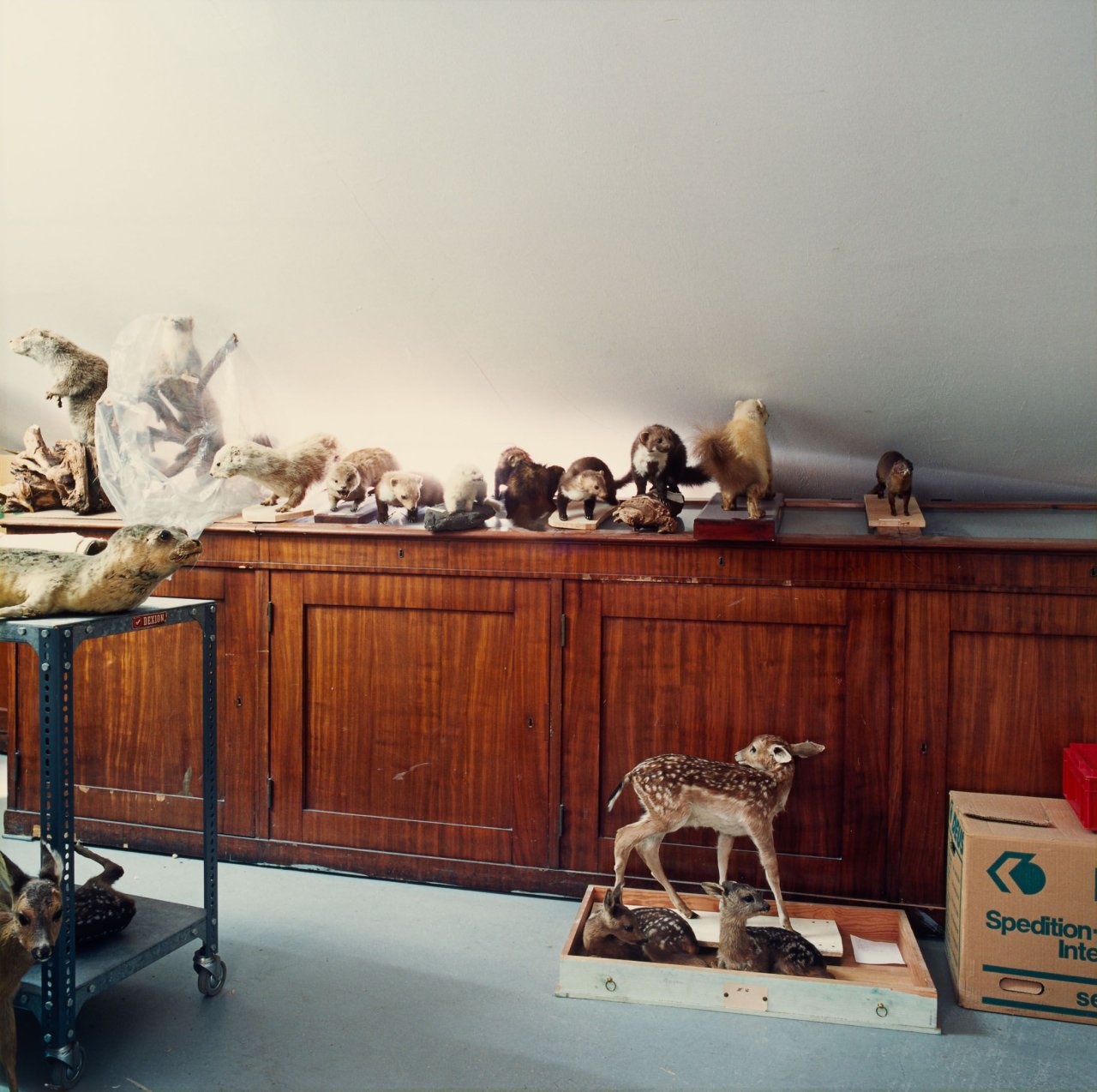 Auf diesem Bild ist das folgende Kunstwerk zu sehen: Candida Höfer. „Naturkundemuseum Oldenburg XII 1998“.
