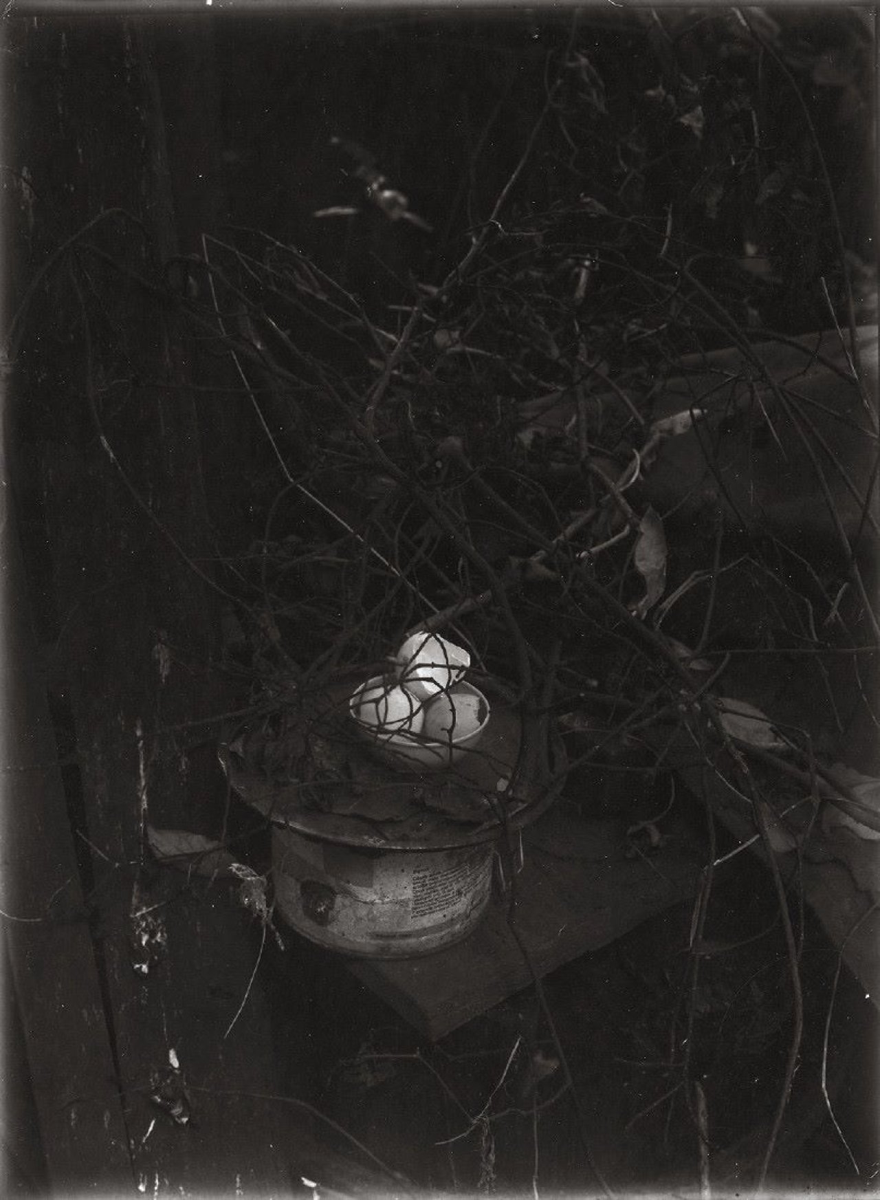 Auf diesem Bild ist das folgende Kunstwerk zu sehen: Josef Sudek. Ohne Titel, aus der Serie „Im Zaubergarten“. 1950er Jahre.