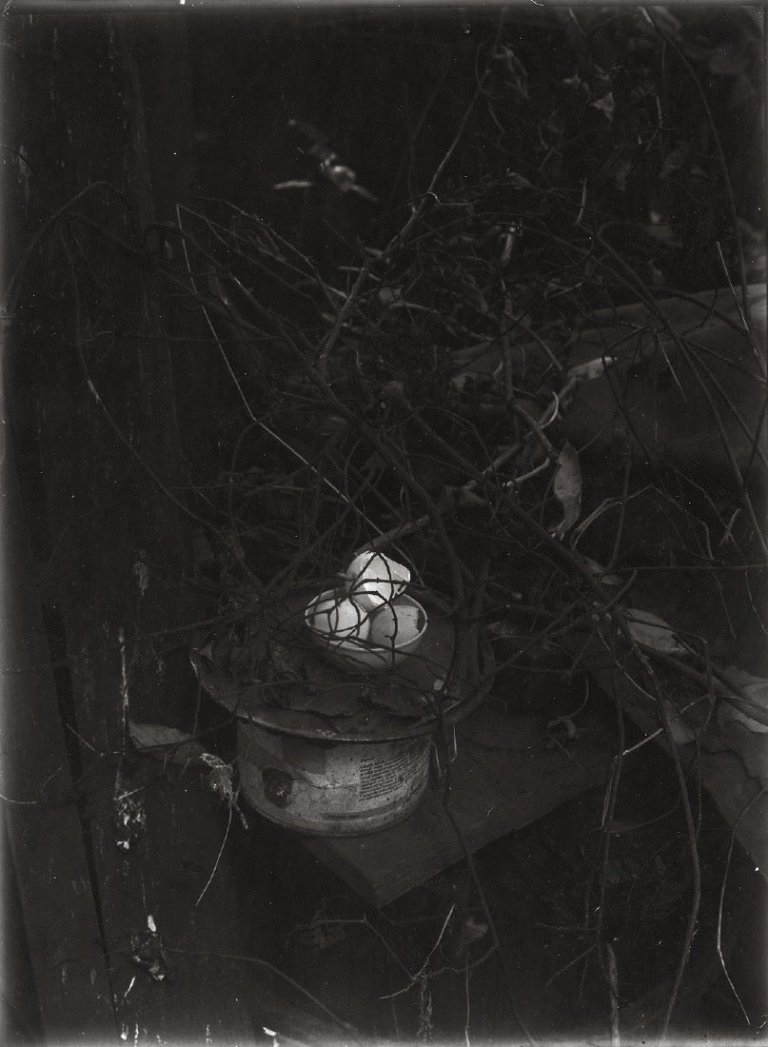 Auf diesem Bild ist das folgende Kunstwerk zu sehen: Josef Sudek. Ohne Titel, aus der Serie „Im Zaubergarten“. 1950er Jahre.