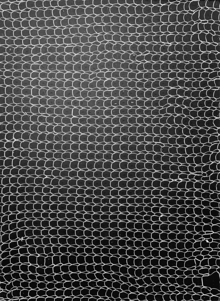 Auf diesem Bild ist das folgende Kunstwerk zu sehen:  Umbo (d.i. Otto Umbehr). Ohne Titel (Netz). 1950er Jahre.