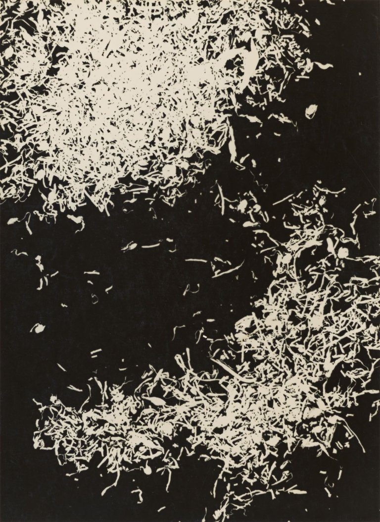 Auf diesem Bild ist das folgende Kunstwerk zu sehen: Lotte Jacobi. Photogenic. 1946.