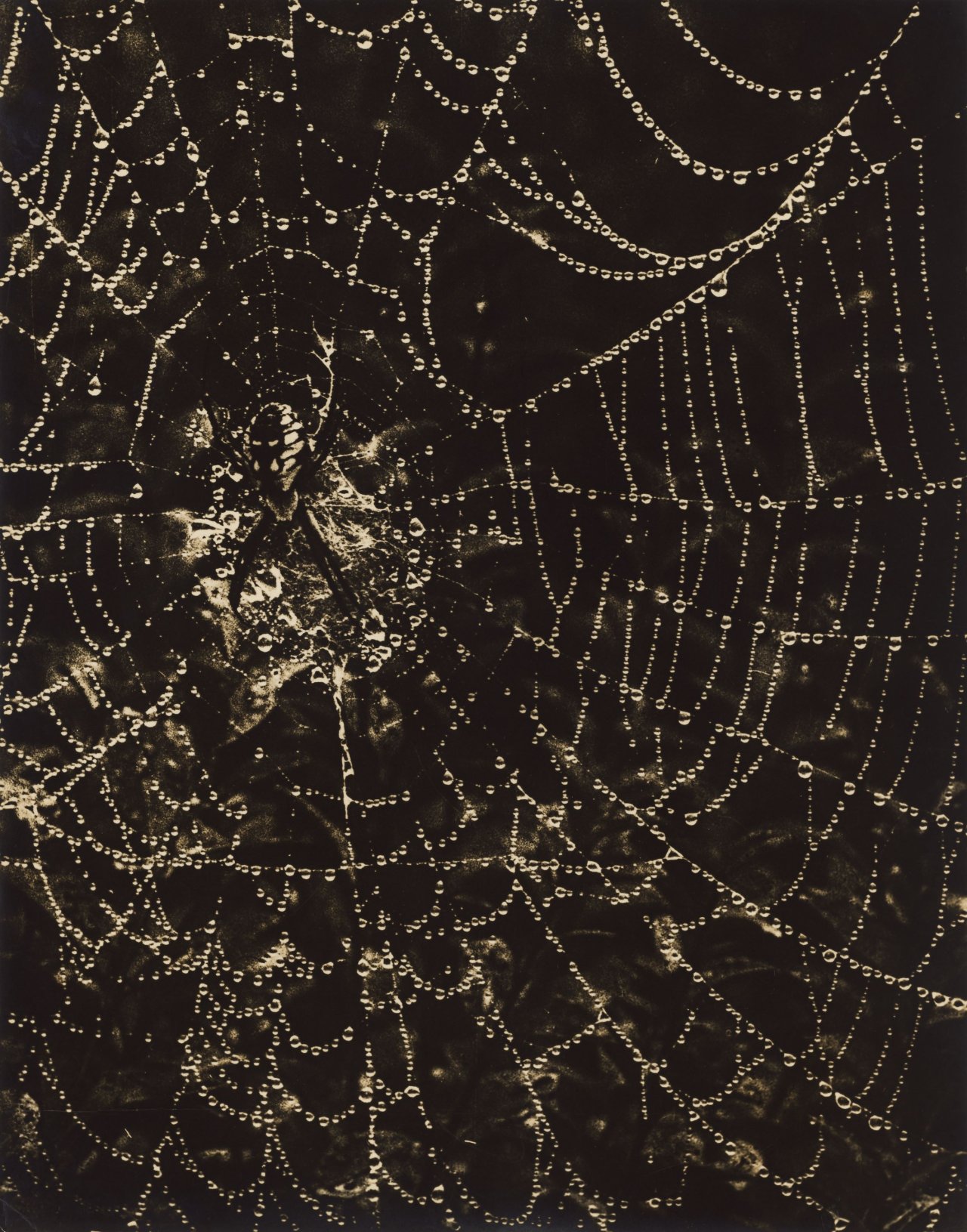 Catalog image of „Strings of Pearls“. Um 1940