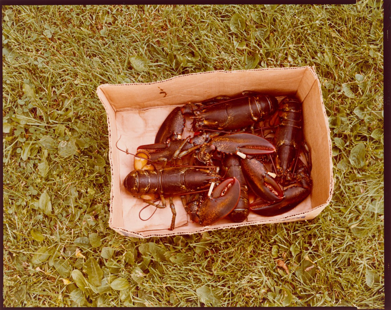 Auf diesem Bild ist das folgende Kunstwerk zu sehen: Stephen Shore. „Castine, Maine“, July 18. 1974.
