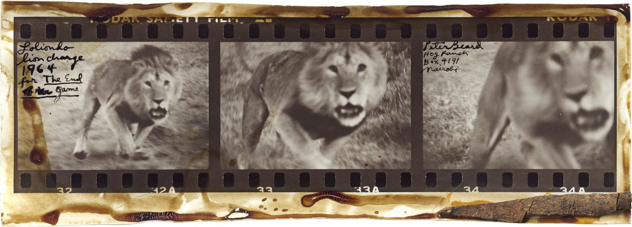 Auf diesem Bild ist das folgende Kunstwerk zu sehen: Peter Beard. „Loliondo lion charge“. 1964.
