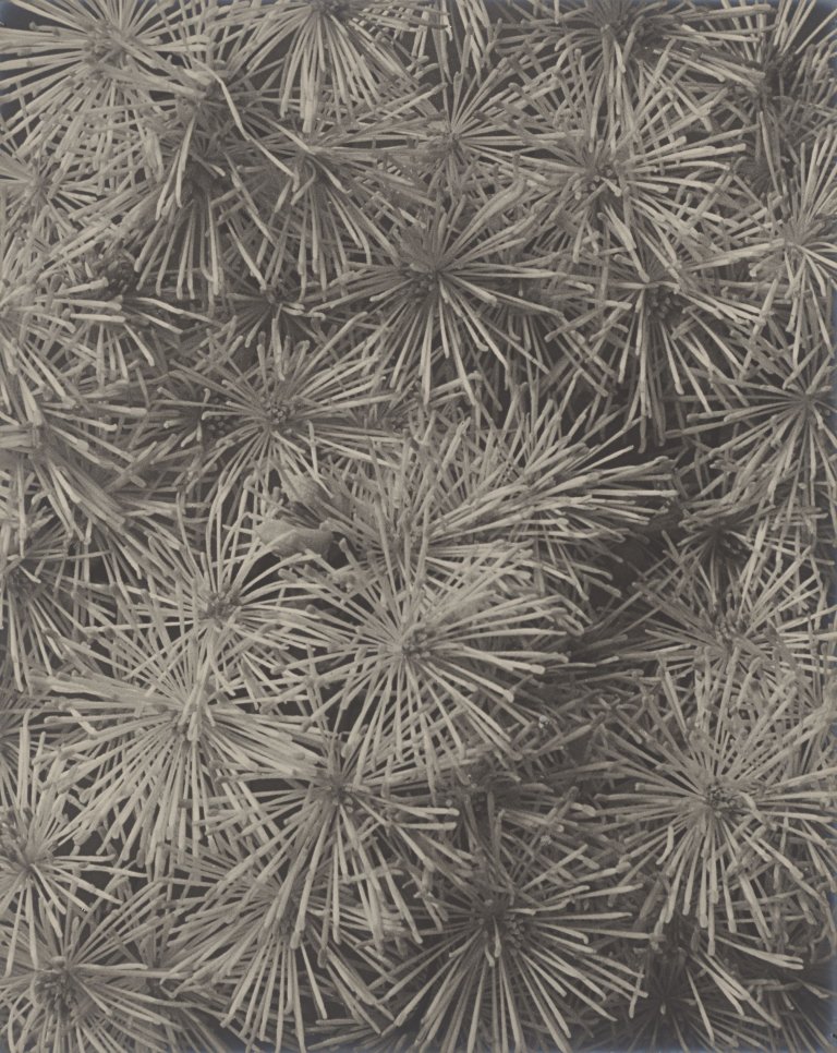 Auf diesem Bild ist das folgende Kunstwerk zu sehen: Karl Blossfeldt. Thalictrum, Wiesen-Raute, Teil einer Blütentraube. 1915/25.