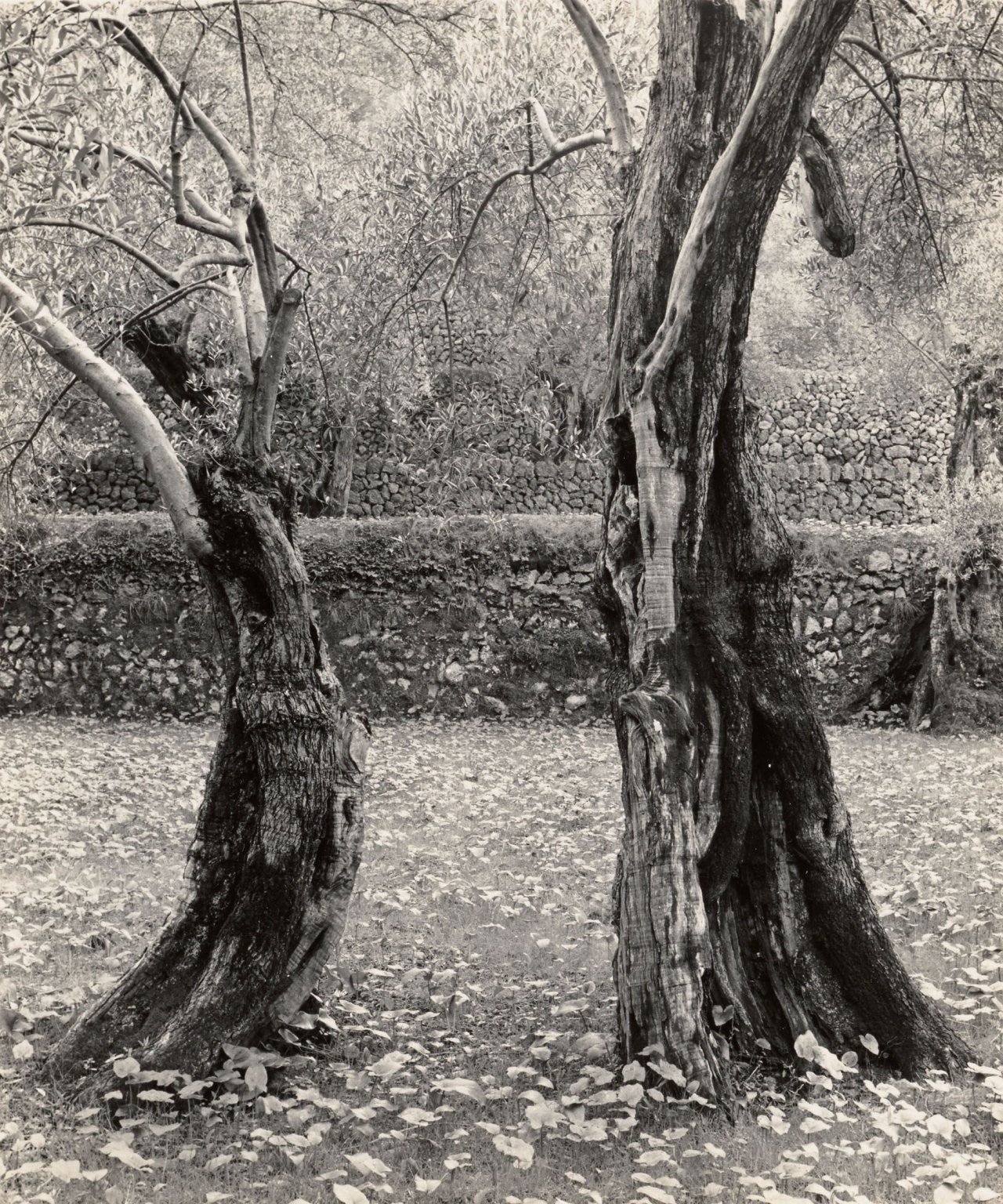 Auf diesem Bild ist das folgende Kunstwerk zu sehen: Ellen Auerbach (d.i. Ellen Rosenberg). „Mallorca, Dancing trees“. 1958.