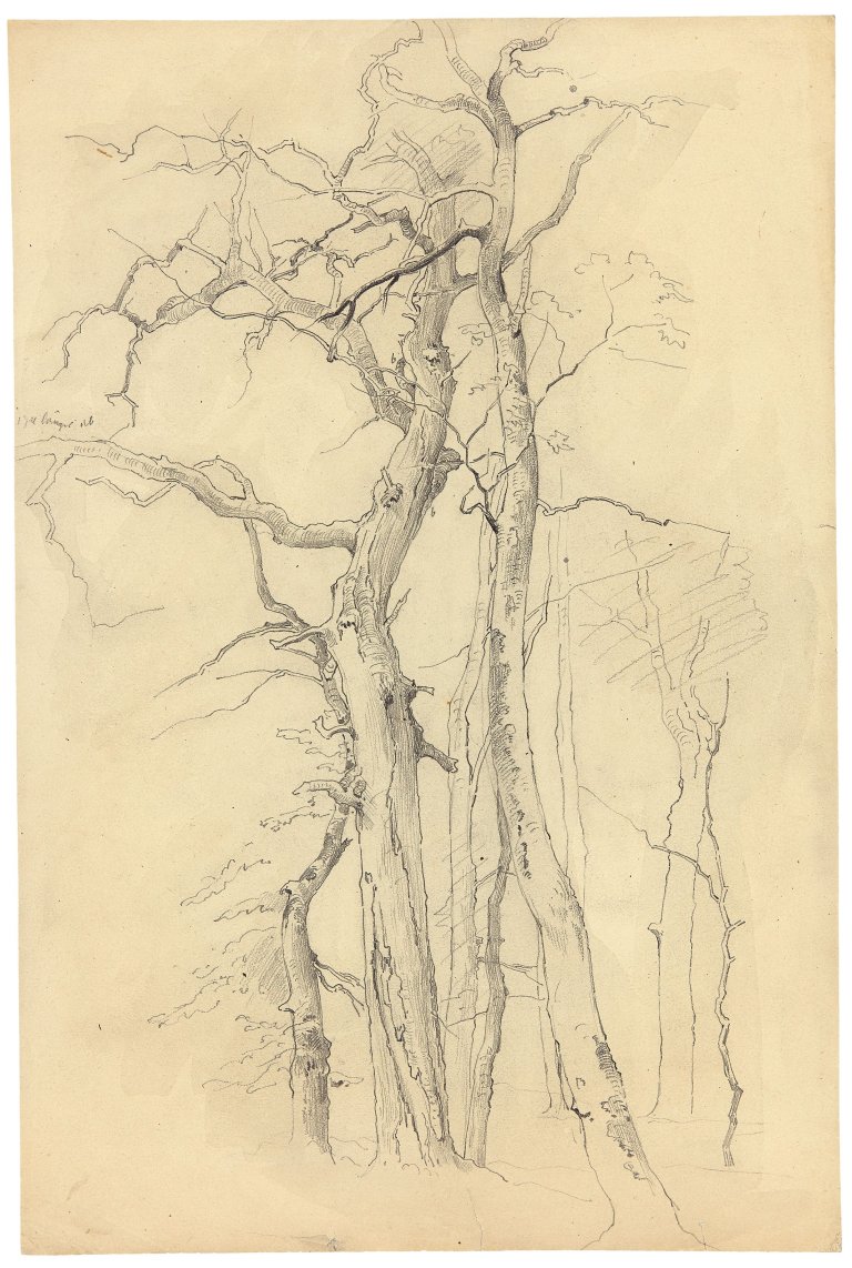 Auf diesem Bild ist das folgende Kunstwerk zu sehen: Friedrich Preller d. J.. Baumstudie.