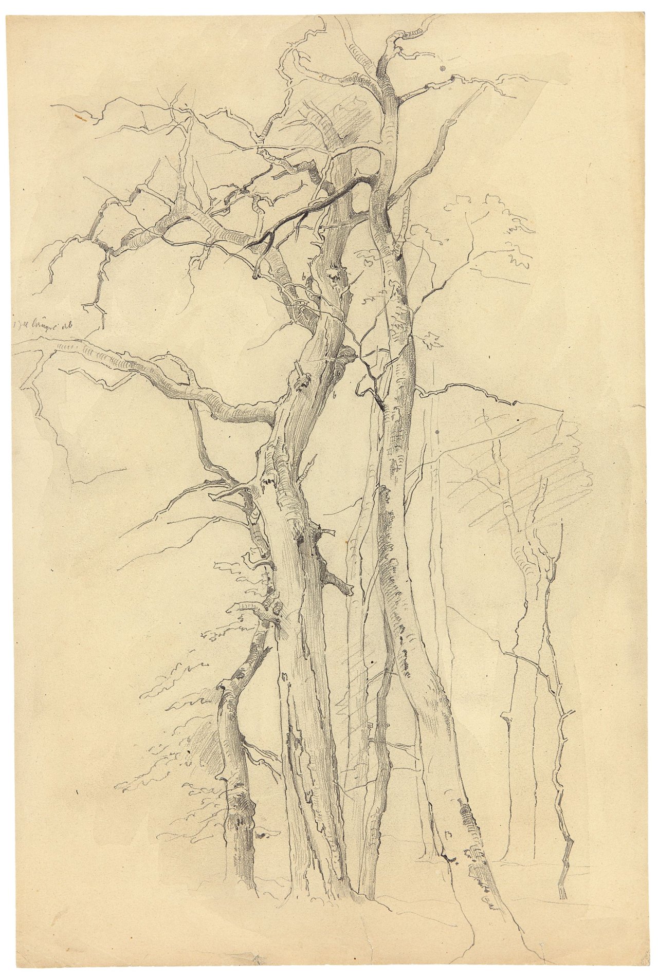 Auf diesem Bild ist das folgende Kunstwerk zu sehen: Friedrich Preller d. J.. Baumstudie.