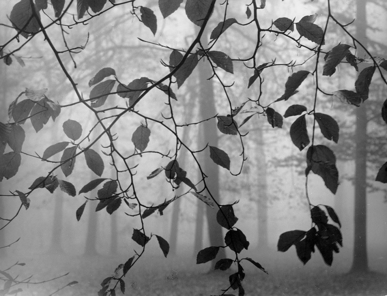 Auf diesem Bild ist das folgende Kunstwerk zu sehen: Max Baur. Sanssouci: Herbstwald. 1945–1953.