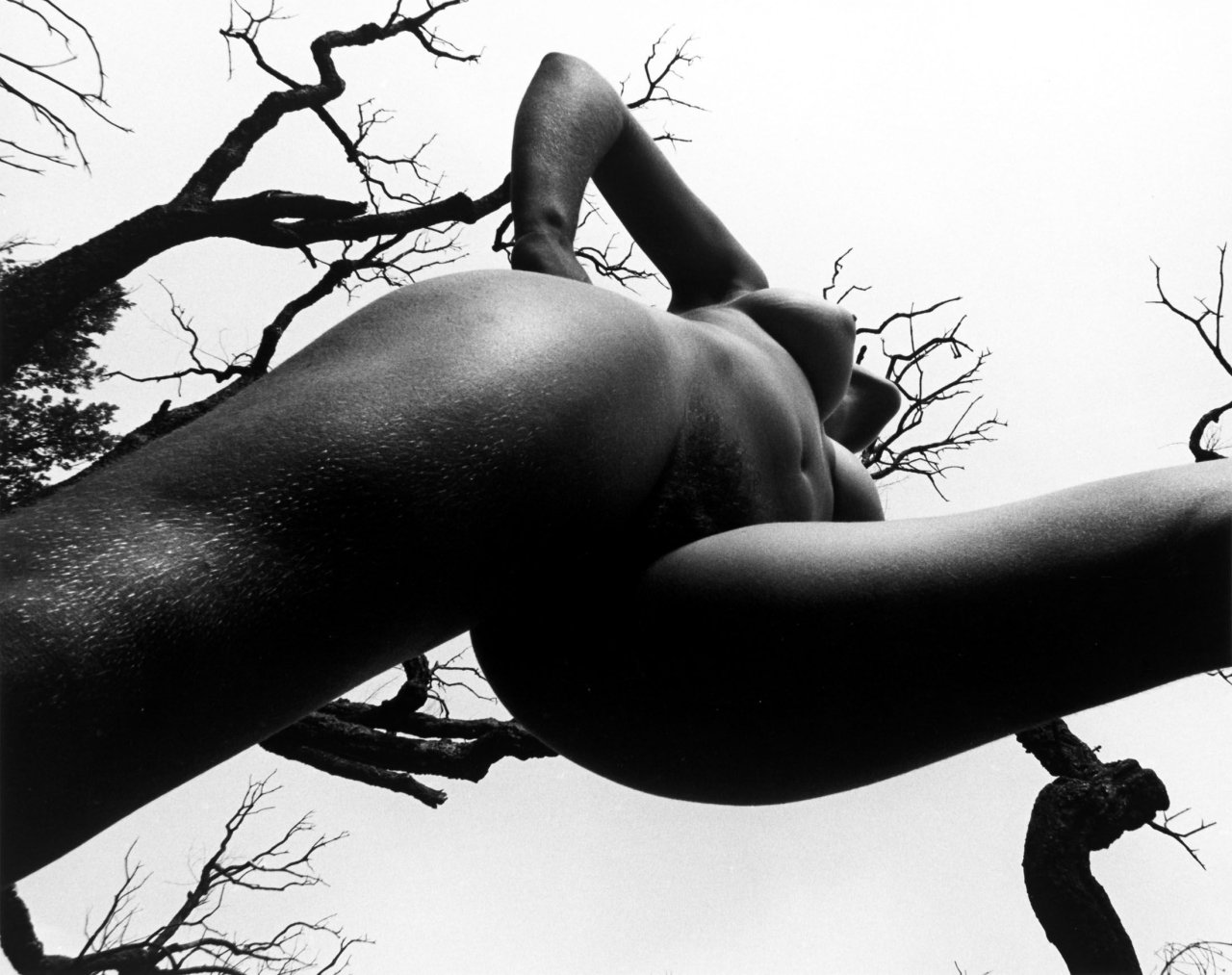 Auf diesem Bild ist das folgende Kunstwerk zu sehen: Lucien Clergue. Aus der Serie „Nu de la Forêt“. Um 1970.