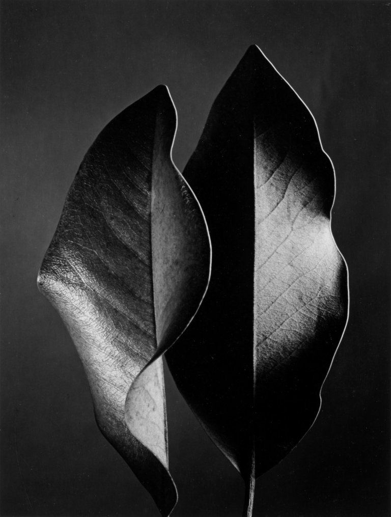 Auf diesem Bild ist das folgende Kunstwerk zu sehen: Ruth Bernhard. Two Leaves. 1952.