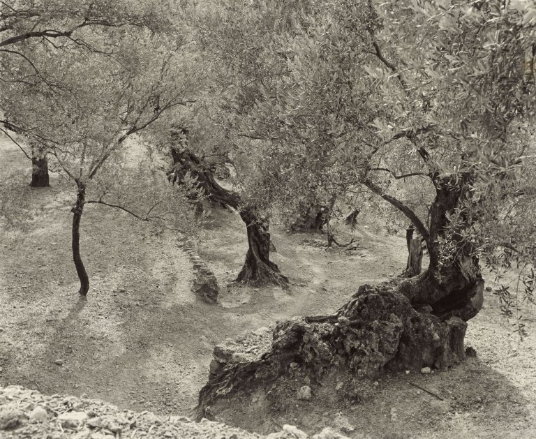 Auf diesem Bild ist das folgende Kunstwerk zu sehen: Ellen Auerbach (d.i. Ellen Rosenberg). „Olive Grove, Mallorca“. 1959.