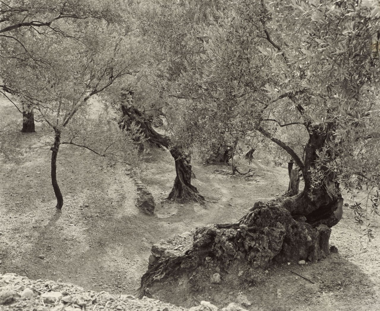 Auf diesem Bild ist das folgende Kunstwerk zu sehen: Ellen Auerbach (d.i. Ellen Rosenberg). „Olive Grove, Mallorca“. 1959.