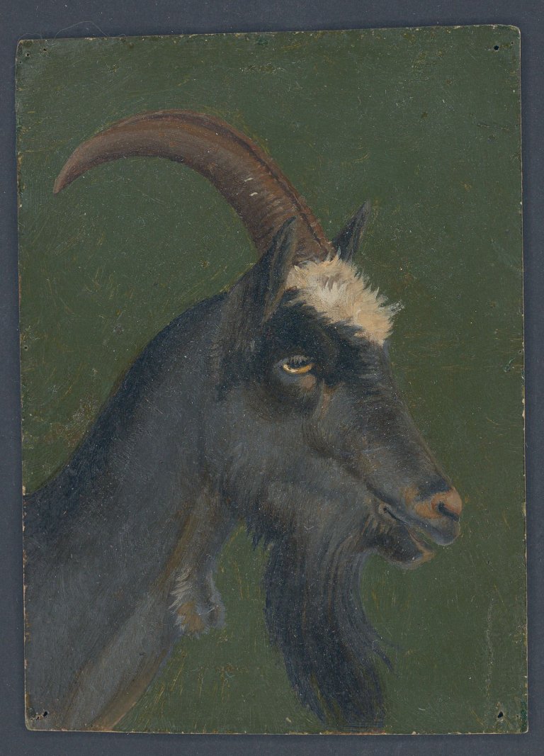 Auf diesem Bild ist das folgende Kunstwerk zu sehen: Christian Friedrich Gille. Ziegenkopf.
