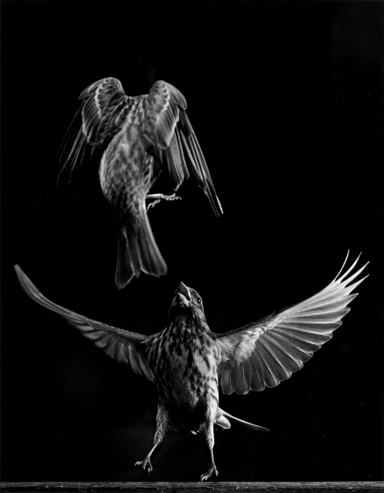 Auf diesem Bild ist das folgende Kunstwerk zu sehen: Harold E. Edgerton. Fighting Finches. 1936.