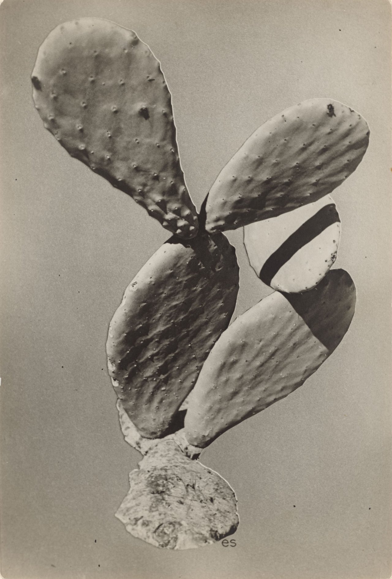 Auf diesem Bild ist das folgende Kunstwerk zu sehen: Elfriede Stegemeyer. Ohne Titel (Kaktus). 1933.