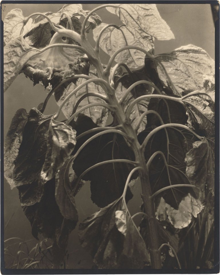 Auf diesem Bild ist das folgende Kunstwerk zu sehen: Edward Steichen. Sunflower, aus der Serie „Sunflowers from Seed to Seed“. 1921.