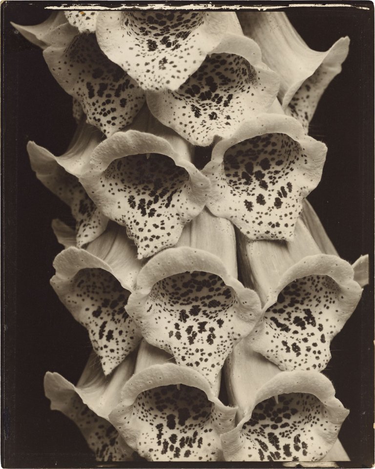 Auf diesem Bild ist das folgende Kunstwerk zu sehen: Edward Steichen. Foxgloves, France. 1926.