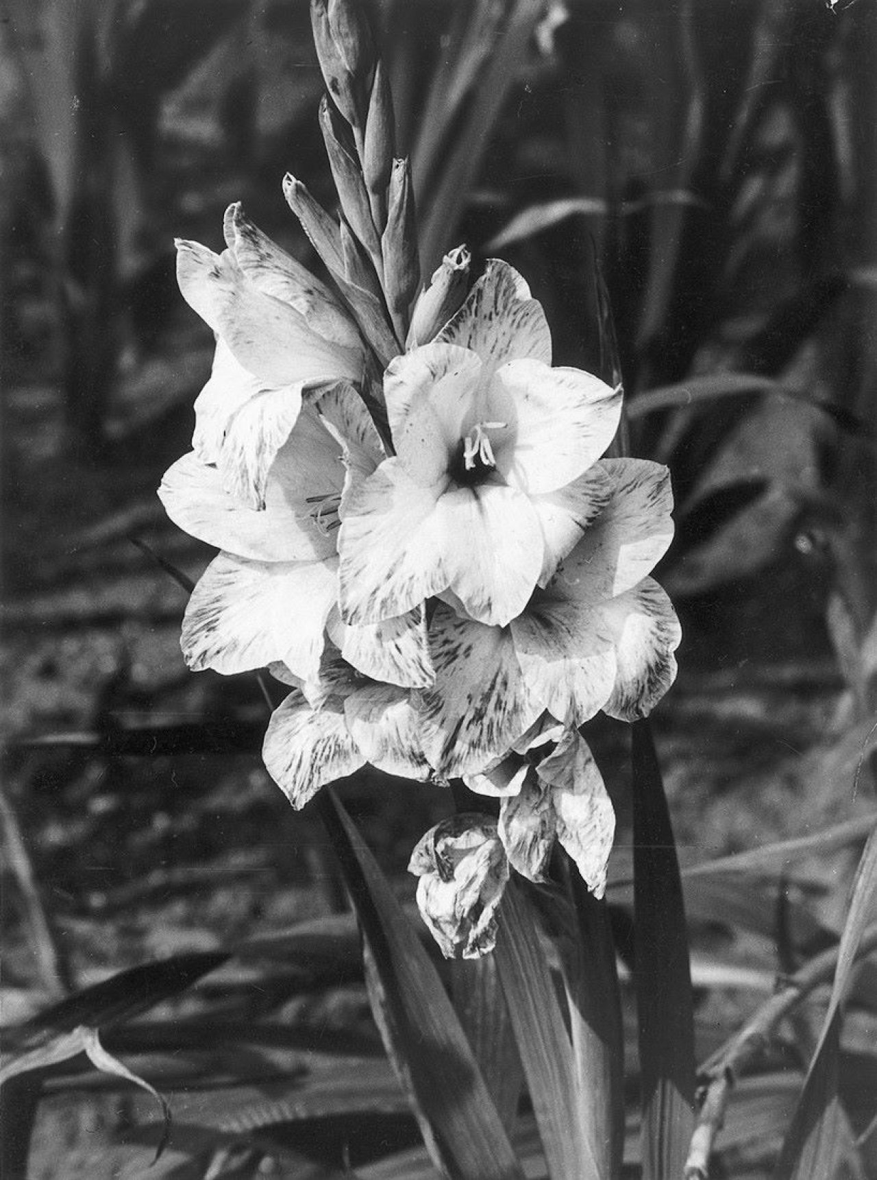 Auf diesem Bild ist das folgende Kunstwerk zu sehen: Albert Renger-Patzsch. Gladiole / Königskerze. 1928.