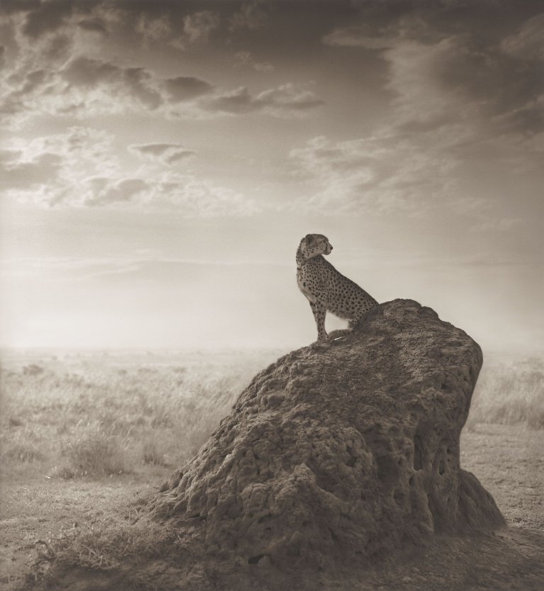 Auf diesem Bild ist das folgende Kunstwerk zu sehen: Nick Brandt. Gepard auf einem Termitenhügel, aus der Serie „A shadow falls“. 2008.