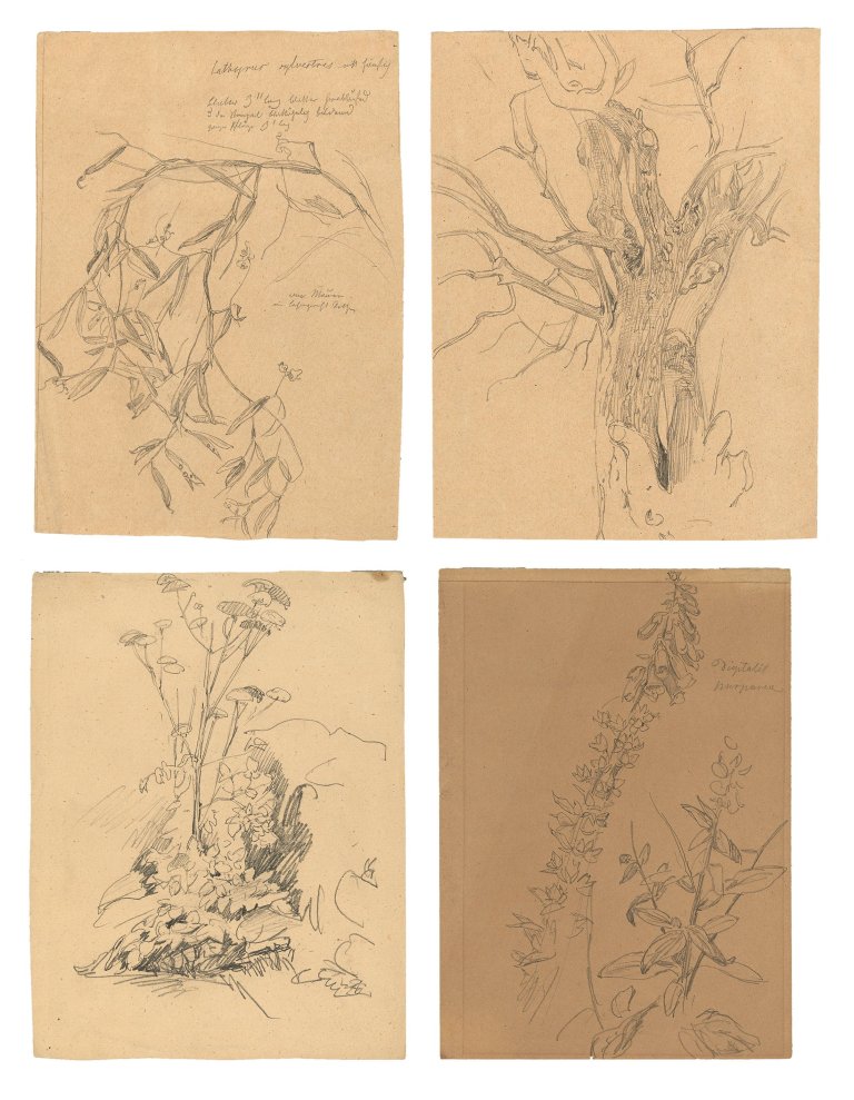 Auf diesem Bild ist das folgende Kunstwerk zu sehen: Christian Friedrich Gille. 4 Pflanzenstudien.