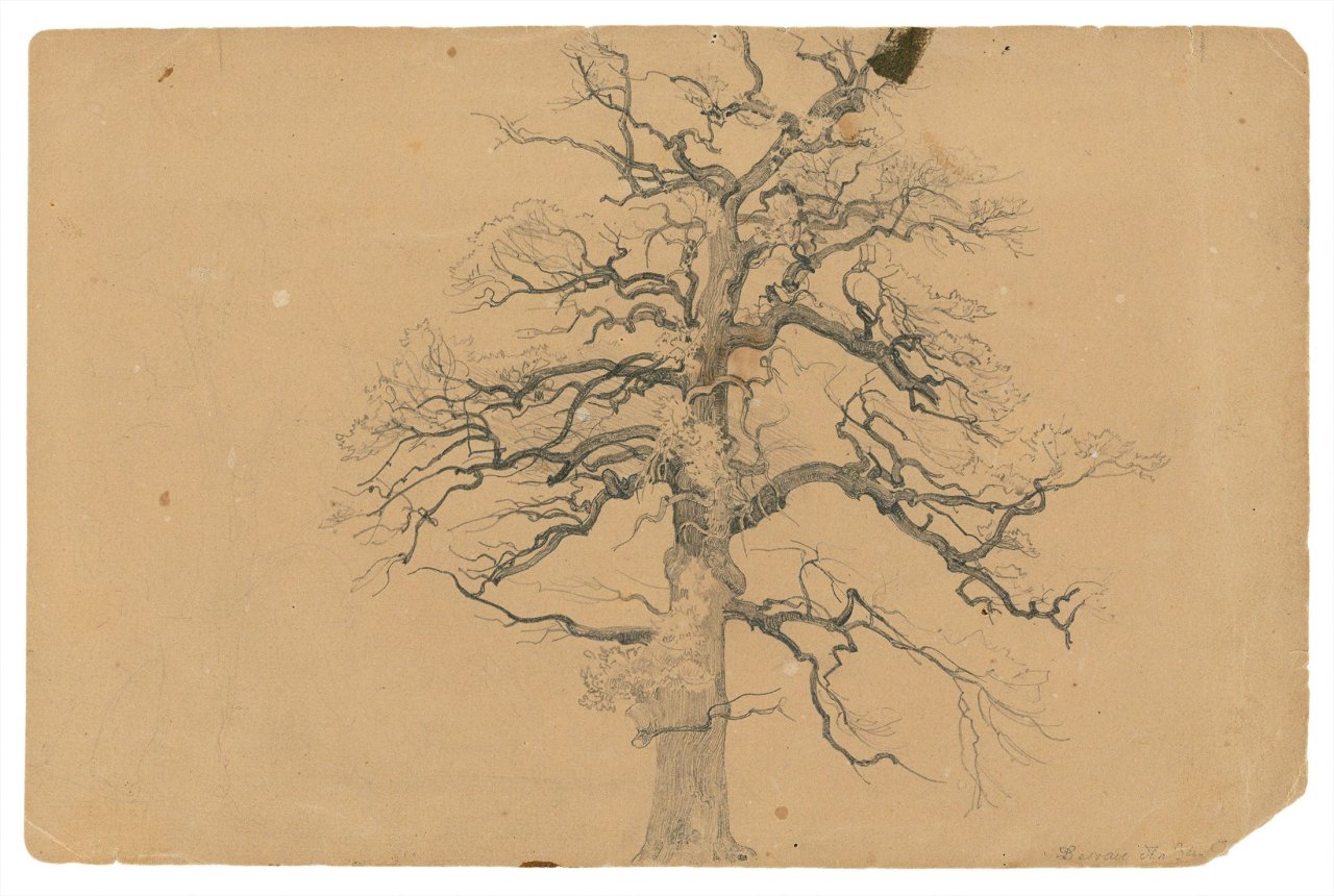 Auf diesem Bild ist das folgende Kunstwerk zu sehen: Carl Hummel. Baumstudie. 1840er Jahre.
