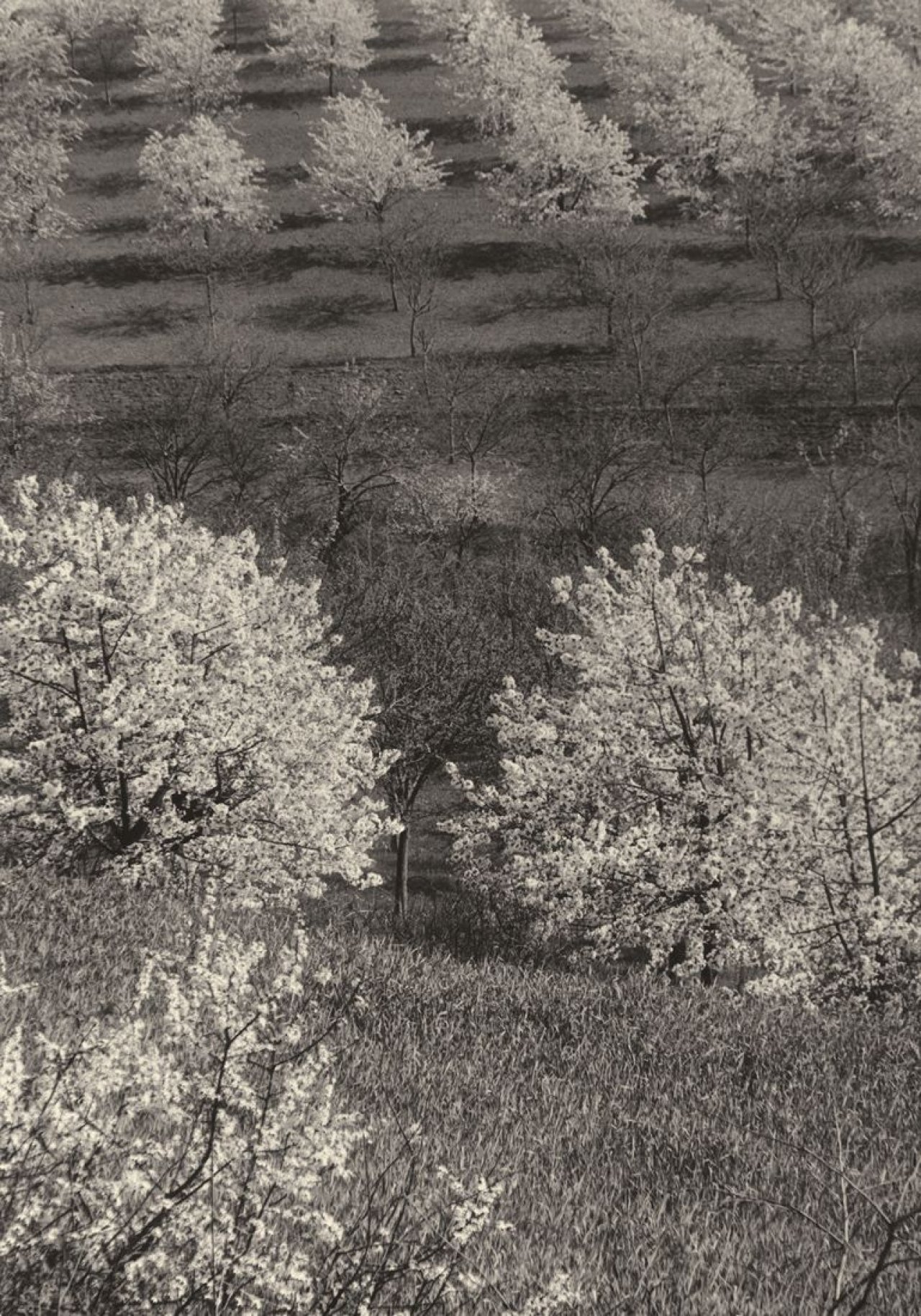 This picture shows the following artwork: Aenne Biermann (i.e. Anna Sibylla Sternfeld). „Kirschplantage“ (Cherry plantation). 1930.