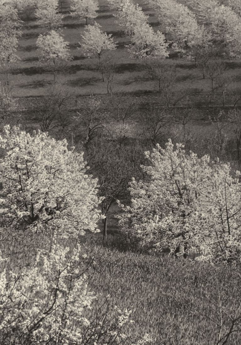Auf diesem Bild ist das folgende Kunstwerk zu sehen: Aenne Biermann (d.i. Anna Sibylla Sternfeld). „Kirschplantage“. 1930.