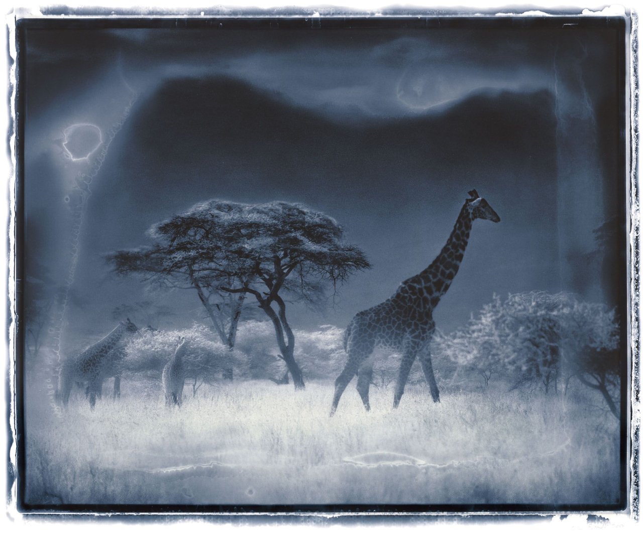 This picture shows the following artwork: Nick Brandt. Untitled (Giraffes). 2000.