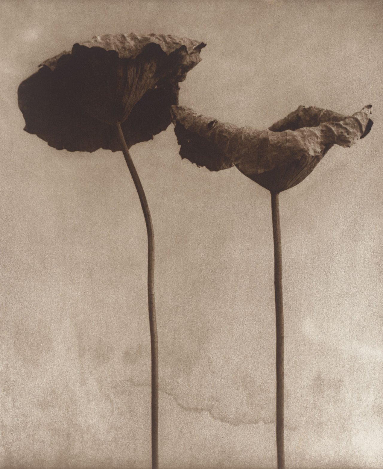 Auf diesem Bild ist das folgende Kunstwerk zu sehen: John Stewart. Two Lotus Leaves, Sri Lanka. 1995.