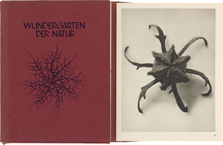 Auf diesem Bild ist das folgende Kunstwerk zu sehen: Karl Blossfeldt. Mappe: Wundergarten der Natur. Neue Bilddokumente schöner Pflanzenformen. Neue Folge Urformen der Kunst (1. Auflage). 1932.