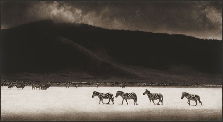 Auf diesem Bild ist das folgende Kunstwerk zu sehen: Nick Brandt. Zebras crossing lake, Ngorongoro Crater. 2000.