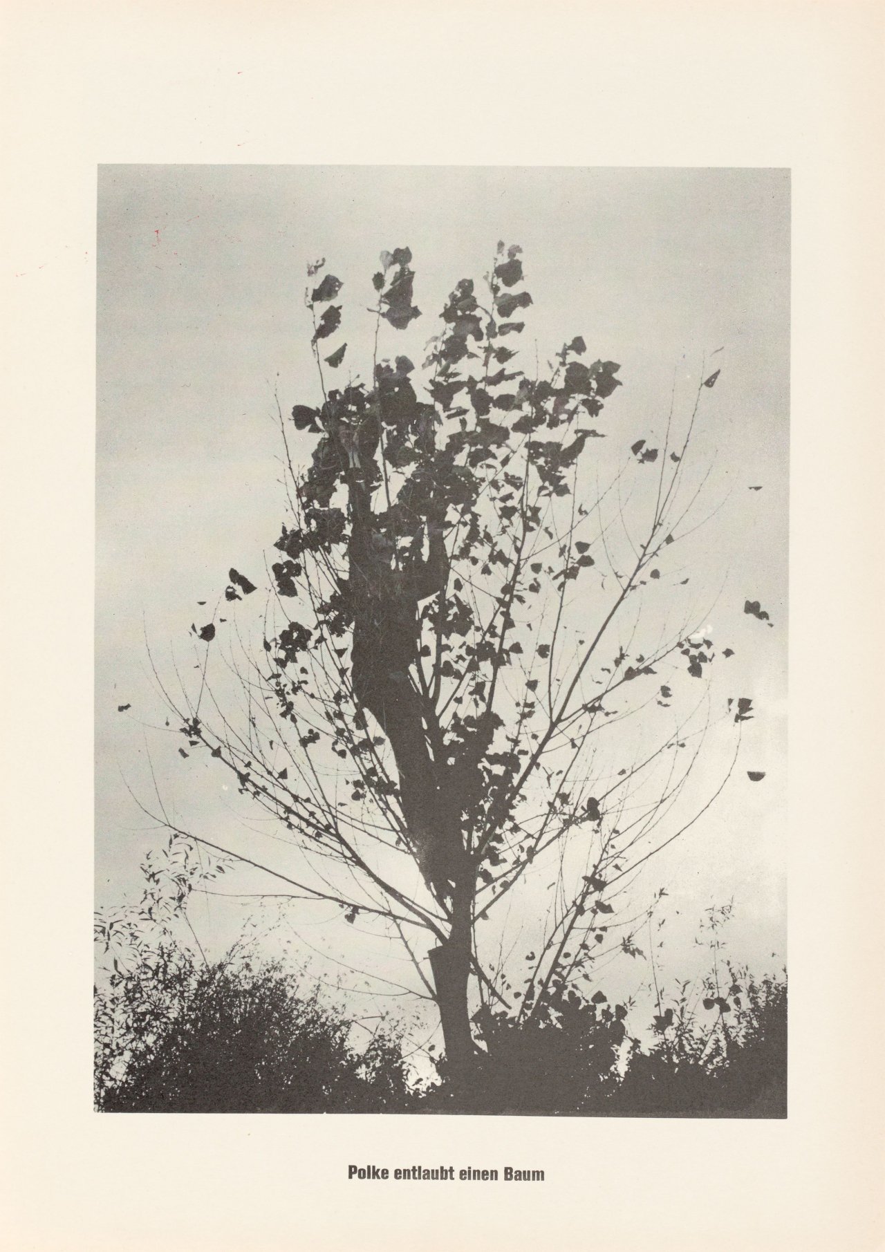 This picture shows the following artwork: Sigmar Polke. ”Polke entlaubt einen Baum”. 1968.