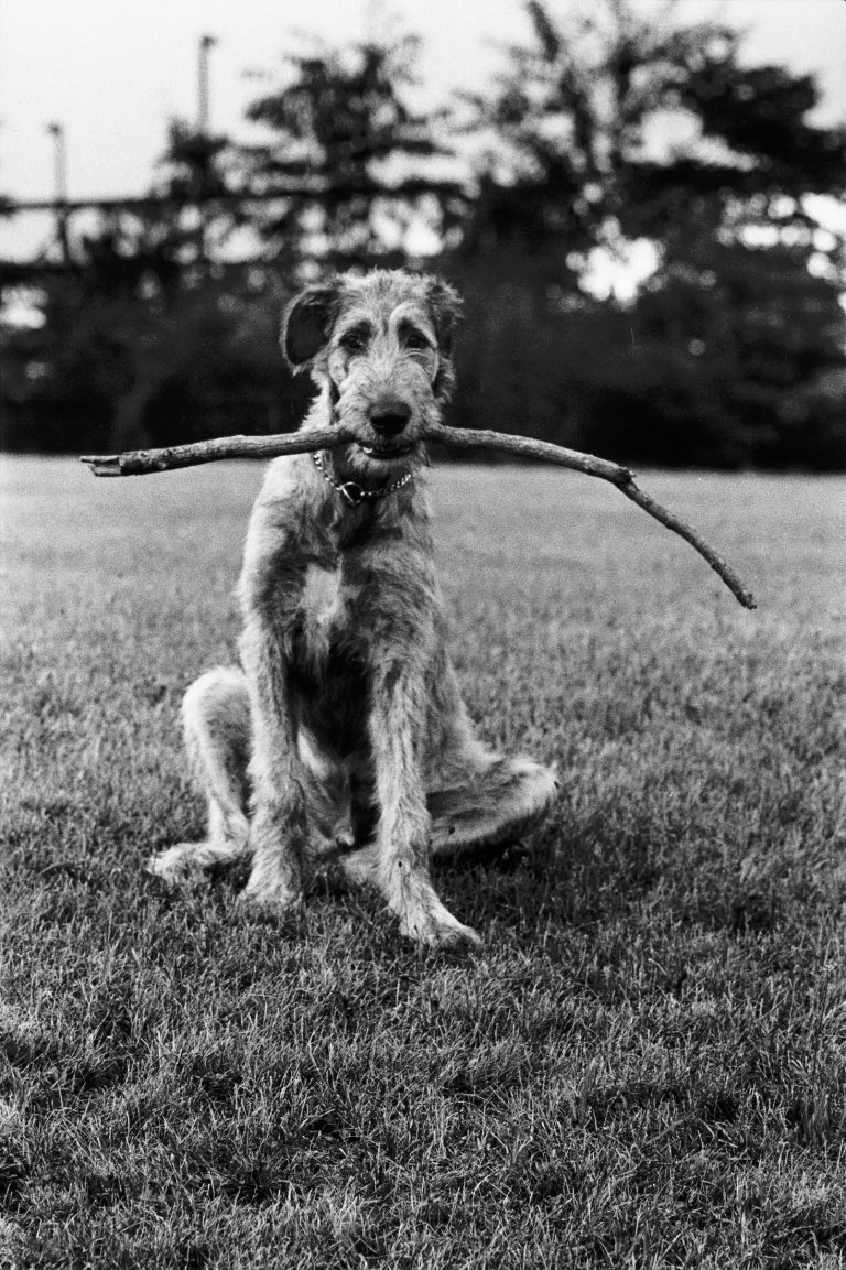 Auf diesem Bild ist das folgende Kunstwerk zu sehen: Elliott Erwitt. New Jersey (Irish Wolfhound). 1971.