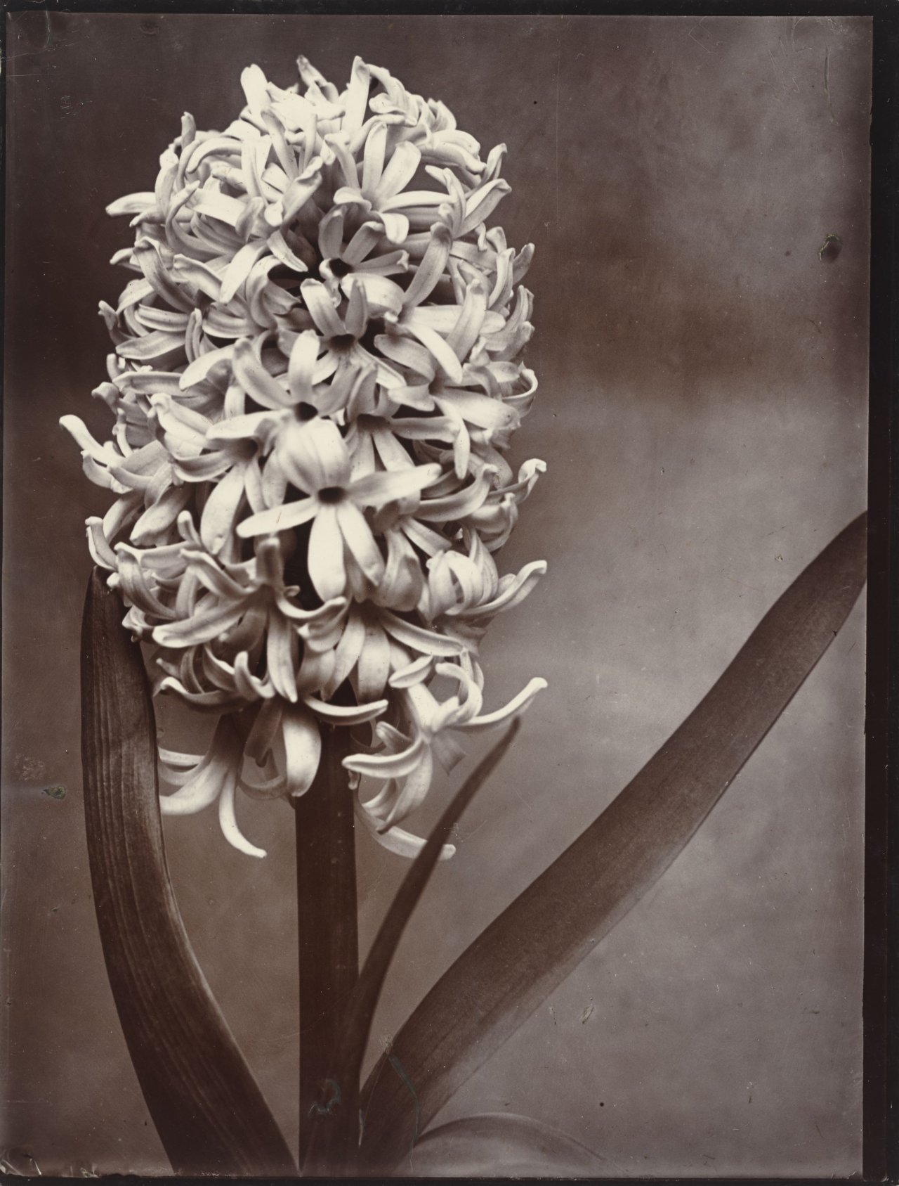 Auf diesem Bild ist das folgende Kunstwerk zu sehen: Charles Jones. „Giganteum“ [Hyazinthe] / „Narcissus Madame de Graaff“ / „Lupinus Polyphyllus“ / „Carnations mixed“ [Nelken]. 1895/1910.