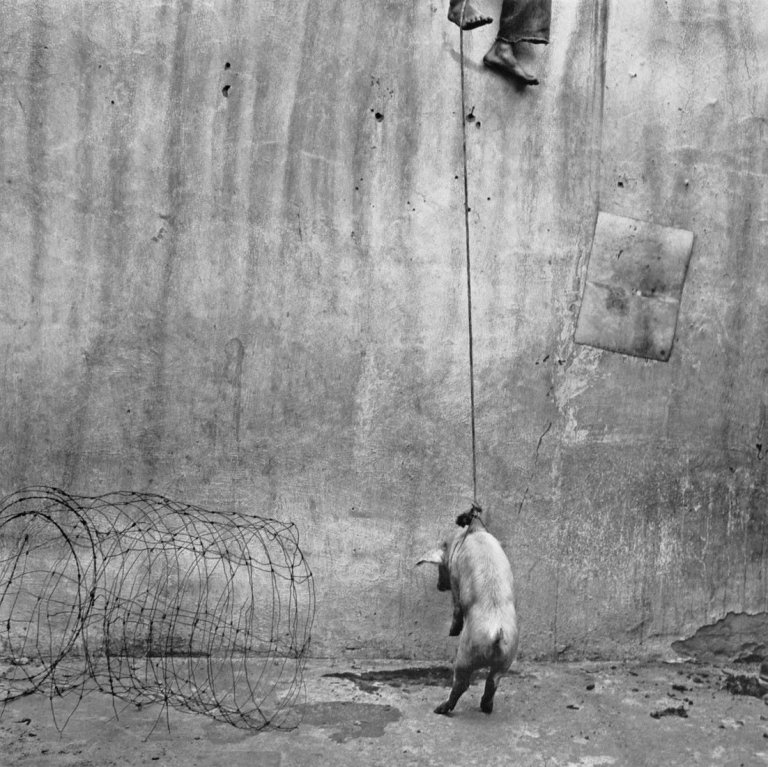 Auf diesem Bild ist das folgende Kunstwerk zu sehen: Roger Ballen. „Hanging pig“. 2001.