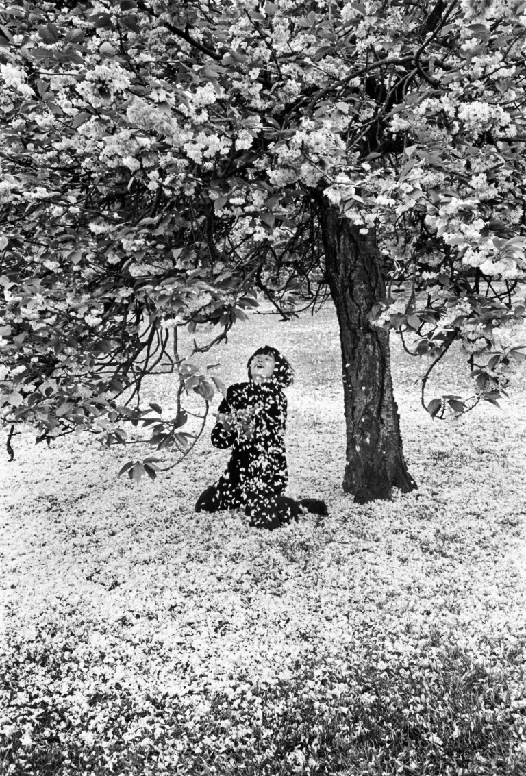 Auf diesem Bild ist das folgende Kunstwerk zu sehen: Édouard Boubat. „Cerisiers Japonais“. 1983.