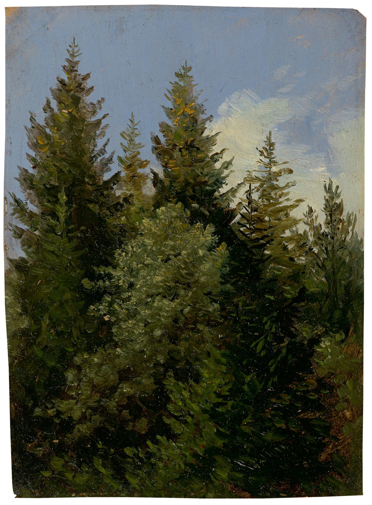 This picture shows the following artwork: Carl Gustav Carus. „Tannen“. Circa 1840.