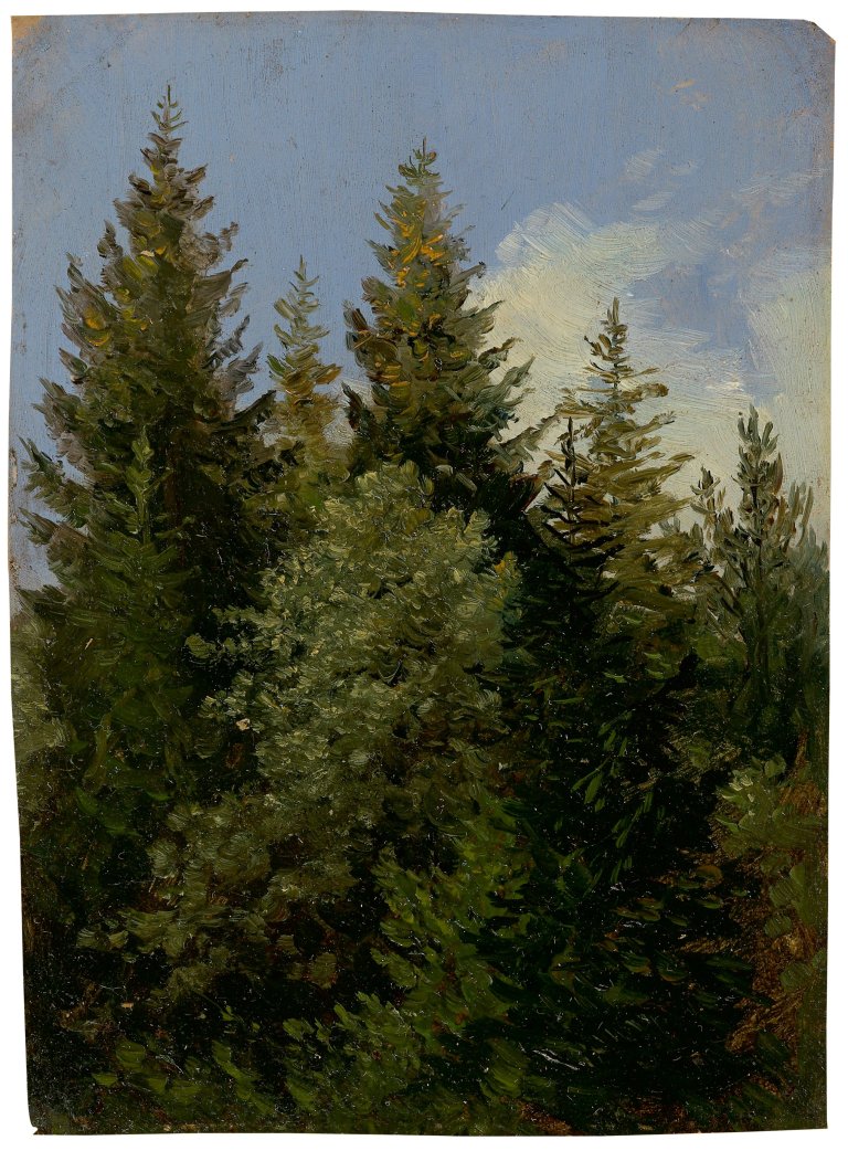 This picture shows the following artwork: Carl Gustav Carus. „Tannen“. Circa 1840.